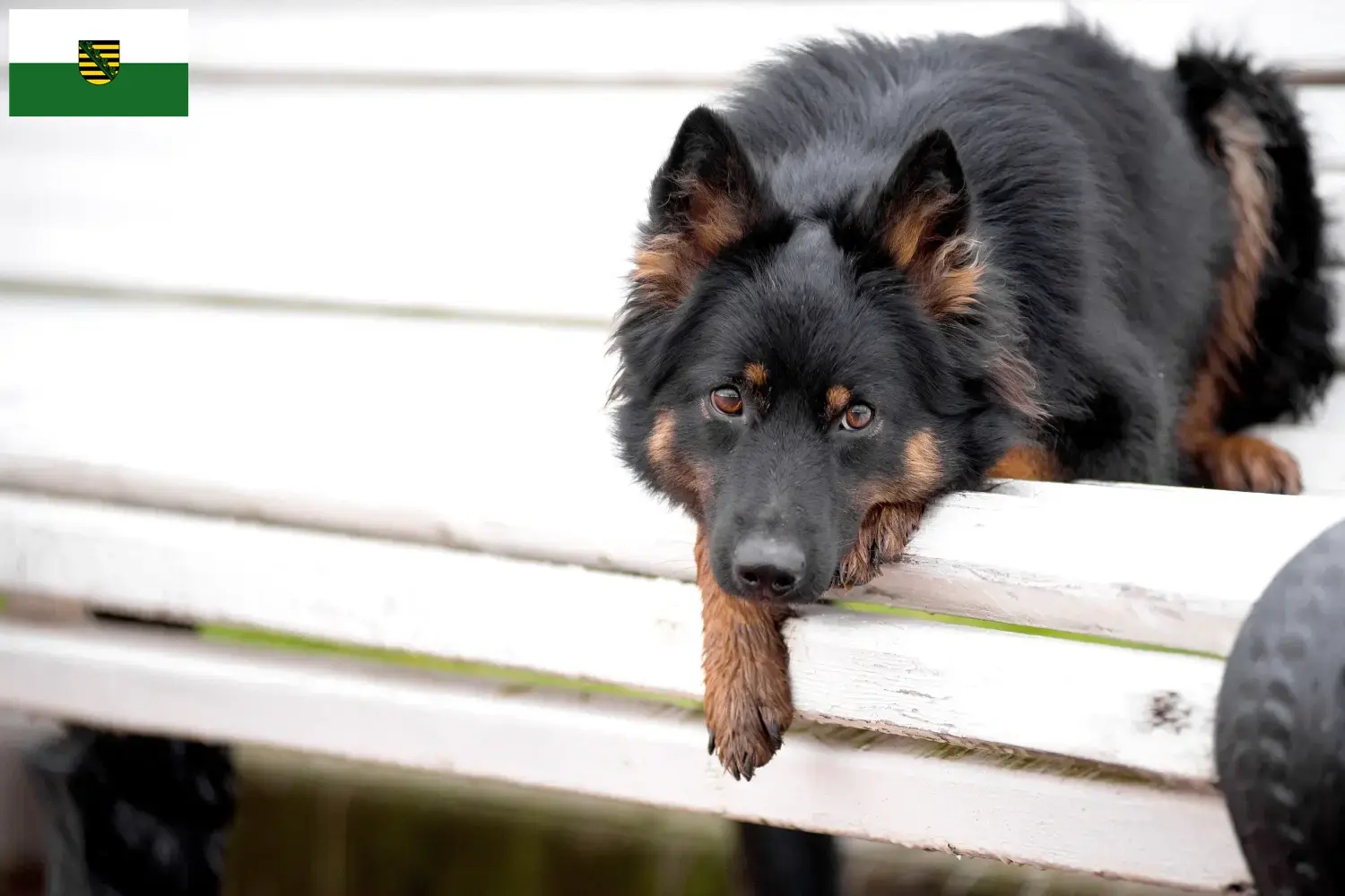 Lee más sobre el artículo Criadores de Chodský pes y cachorros en Sajonia