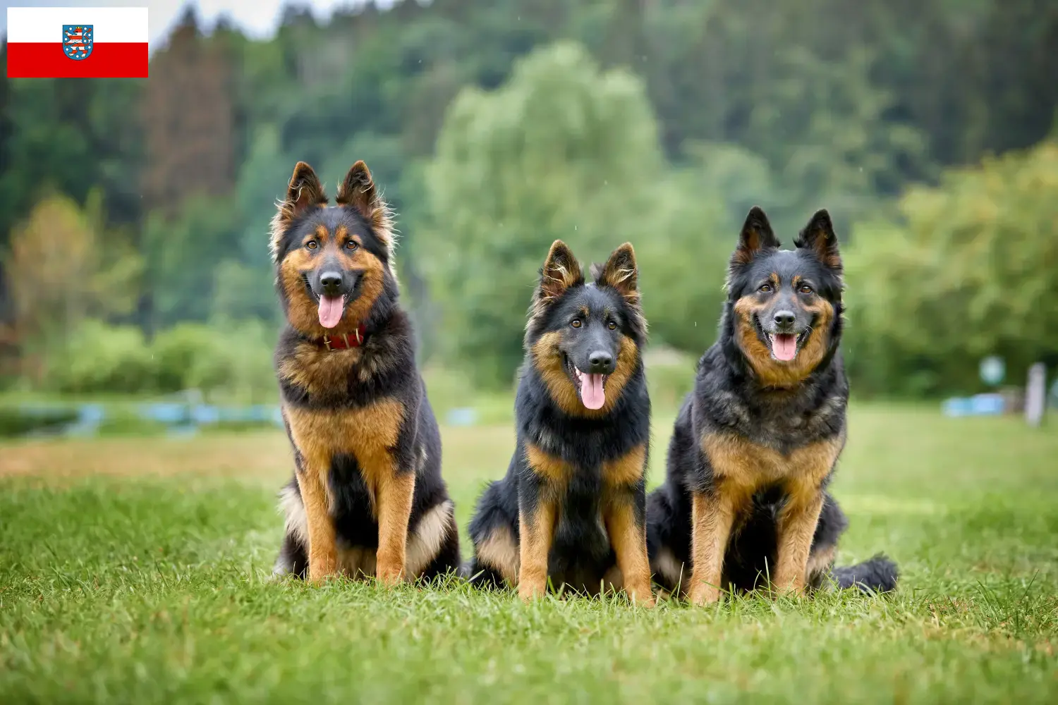 Lee más sobre el artículo Criadores de Chodský pes y cachorros en Turingia