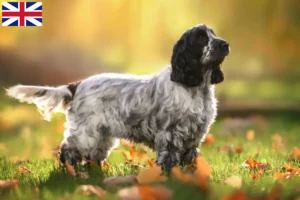 Lee más sobre el artículo Criadores de Cocker Spaniel Inglés y cachorros en Gran Bretaña