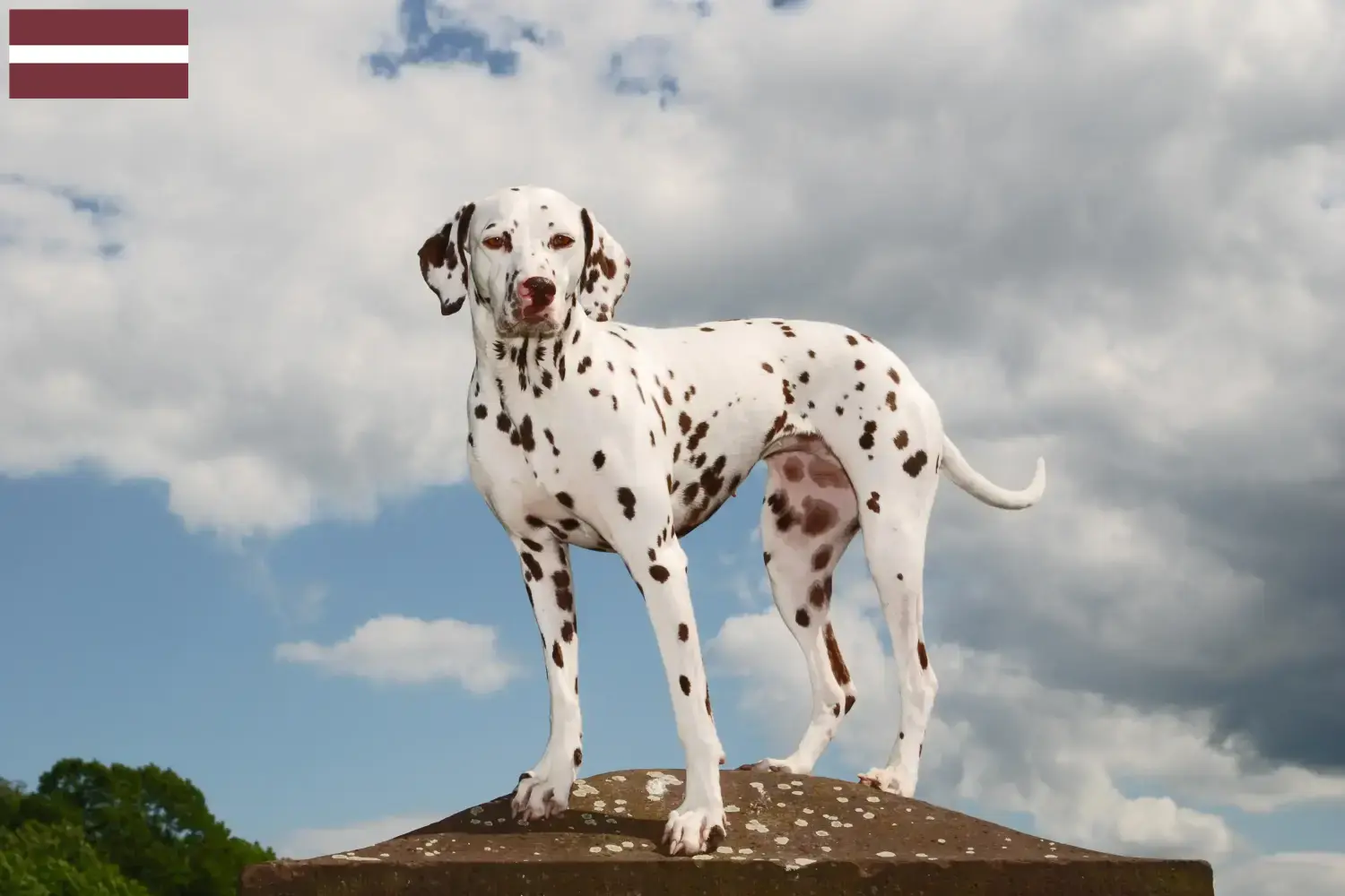 Lee más sobre el artículo Criadores de dálmatas y cachorros en Letonia