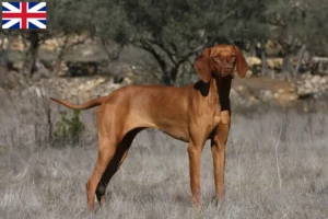 Lee más sobre el artículo Criadores de Vizsla magiar y cachorros en Gran Bretaña