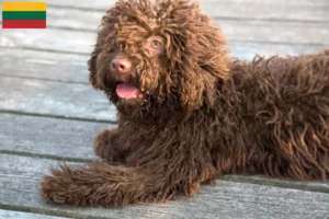 Lee más sobre el artículo Perro de Agua Español criadores y cachorros en Lituania