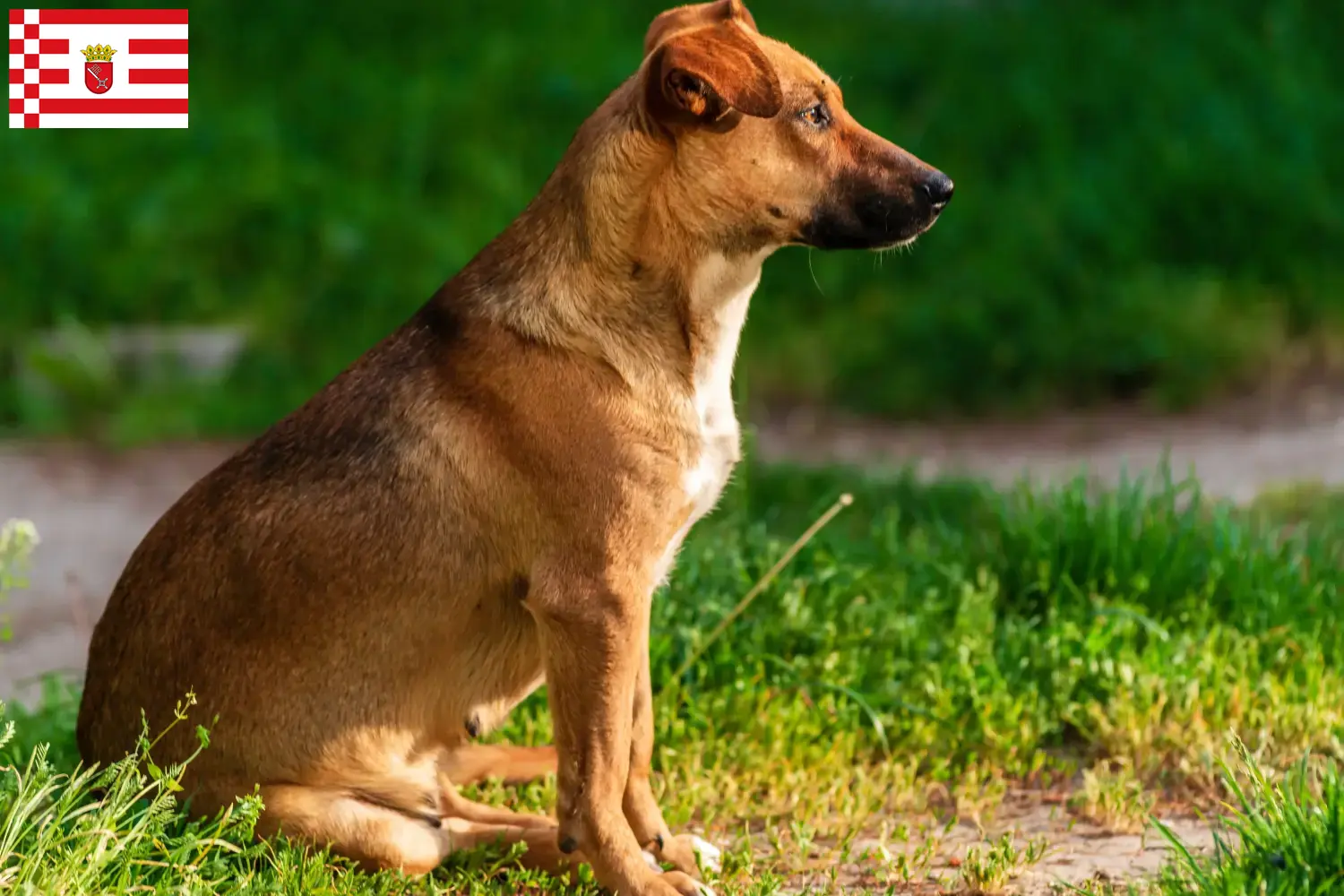 Lee más sobre el artículo Criador de Pinscher austríaco y cachorros en Bremen