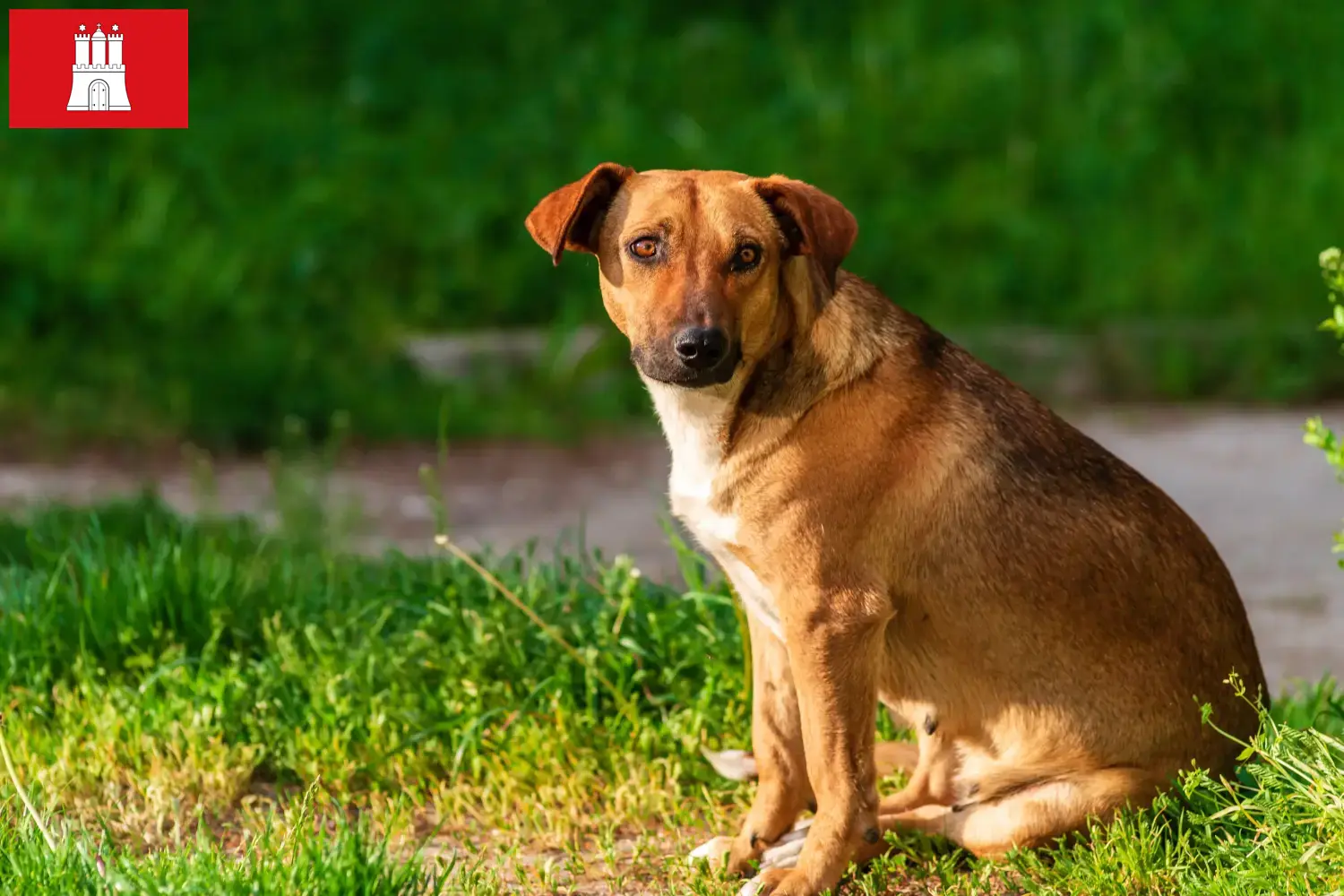 Lee más sobre el artículo Criador de Pinscher austríaco y cachorros en Hamburgo