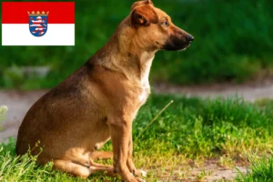 Lee más sobre el artículo Criador de Pinscher austríaco y cachorros en Hessen