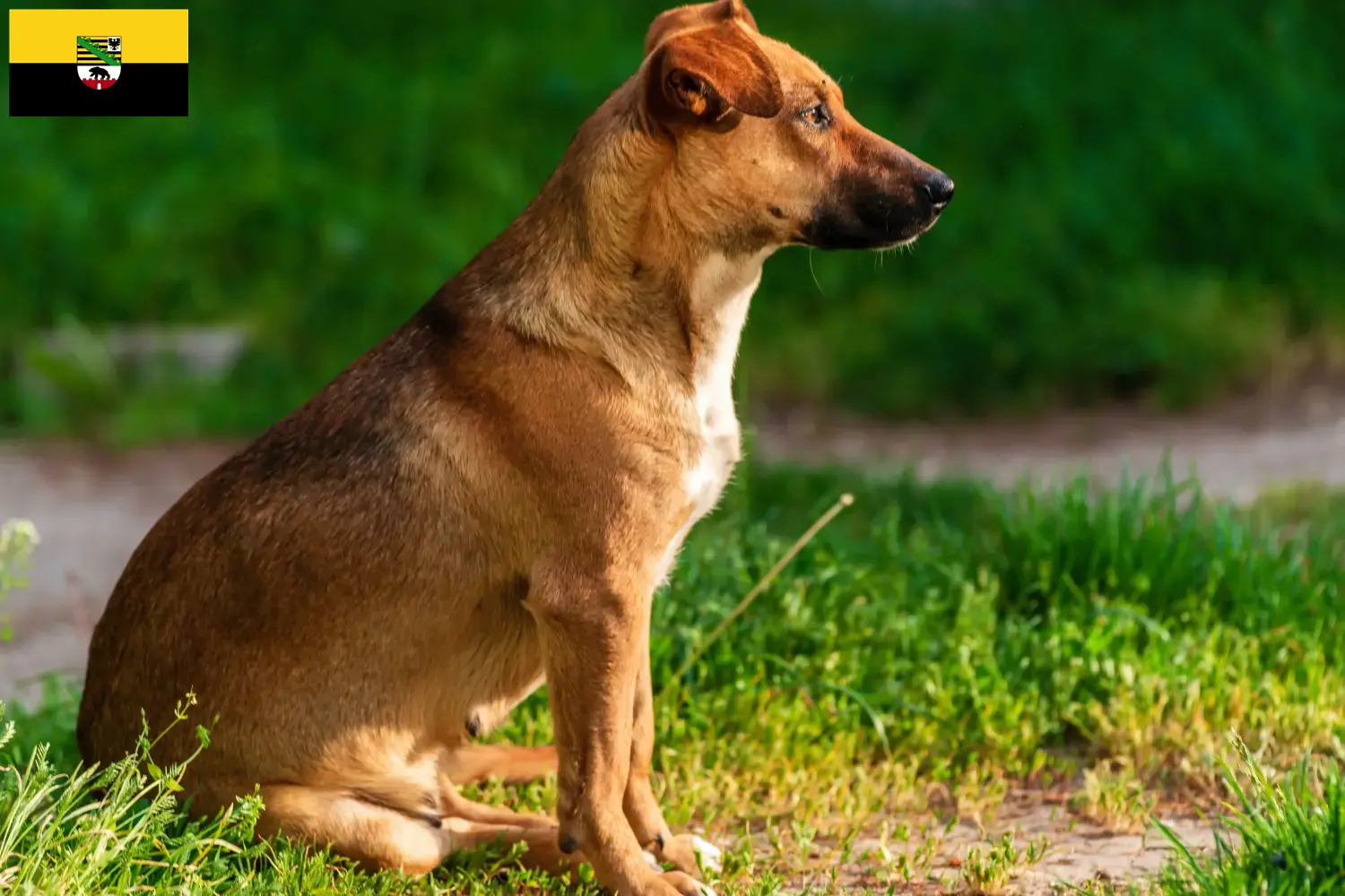 Lee más sobre el artículo Criador de Pinscher austríaco y cachorros en Sajonia-Anhalt