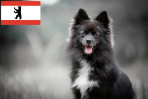 Lee más sobre el artículo Criadores de pomsky y cachorros en Berlín