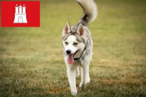 Lee más sobre el artículo Criadores de pomsky y cachorros en Hamburgo