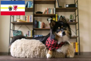 Lee más sobre el artículo Criadores de Pomsky y cachorros en Mecklemburgo-Pomerania Occidental