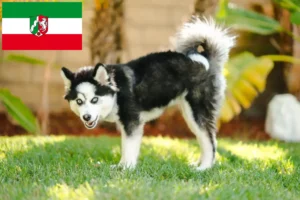 Lee más sobre el artículo Criadores de pomsky y cachorros en Renania del Norte-Westfalia