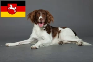 Lee más sobre el artículo Criadores y cachorros de Drentse Patrijshond en Baja Sajonia