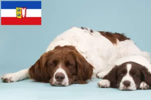 Lee más sobre el artículo Criadores y cachorros de Drentse Patrijshond en Schleswig-Holstein