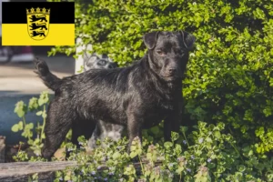 Lee más sobre el artículo Criadores de Patterdale Terrier y cachorros en Baden-Württemberg