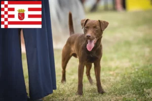 Lee más sobre el artículo Criadores de Patterdale Terrier y cachorros en Bremen