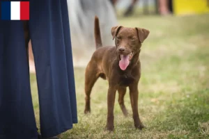 Lee más sobre el artículo Criadores y cachorros de Patterdale Terrier en Francia