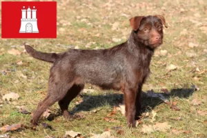 Lee más sobre el artículo Patterdale Terrier criadores y cachorros en Hamburgo