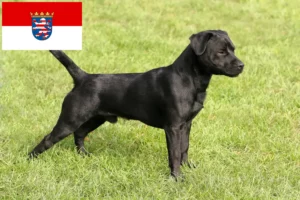 Lee más sobre el artículo Patterdale Terrier criadores y cachorros en Hessen