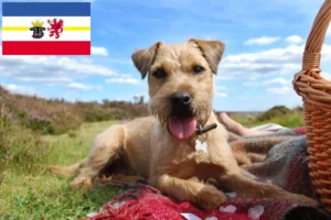 Lee más sobre el artículo Criadores de Patterdale Terrier y cachorros en Mecklemburgo-Pomerania Occidental