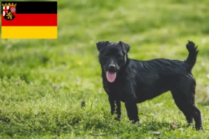 Lee más sobre el artículo Criadores de Patterdale Terrier y cachorros en Renania-Palatinado