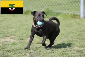 Lee más sobre el artículo Criadores de Patterdale Terrier y cachorros en Sajonia-Anhalt