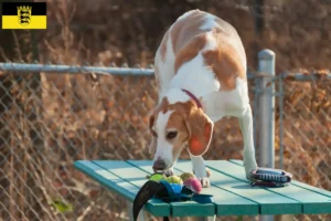 Lee más sobre el artículo Criadores de Beagle Harrier y cachorros en Baden-Württemberg