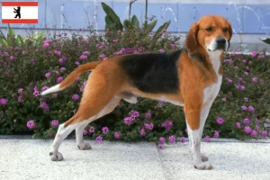 Lee más sobre el artículo Criadores de Beagle Harrier y cachorros en Berlín