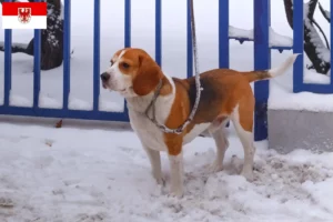 Lee más sobre el artículo Criadores de Beagle Harrier y cachorros en Brandenburgo