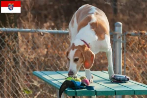 Lee más sobre el artículo Criadores de Beagle Harrier y cachorros en Hessen