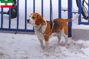 Lee más sobre el artículo Criadores de Beagle Harrier y cachorros en Renania del Norte-Westfalia