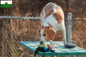 Lee más sobre el artículo Criadores de Beagle Harrier y cachorros en Sajonia