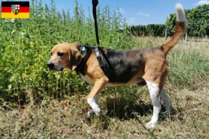 Lee más sobre el artículo Criadores de Beagle Harrier y cachorros en Sarre