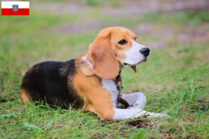 Lee más sobre el artículo Criadores de Beagle Harrier y cachorros en Turingia