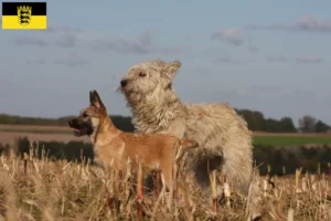 Lee más sobre el artículo Criadores de Bouvier des Ardennes y cachorros en Baden-Württemberg