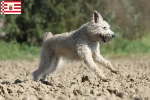 Lee más sobre el artículo Criadores de Bouvier des Ardennes y cachorros en Bremen