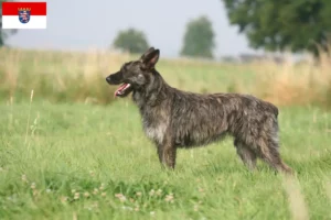 Lee más sobre el artículo Criadores de Bouvier des Ardennes y cachorros en Hessen