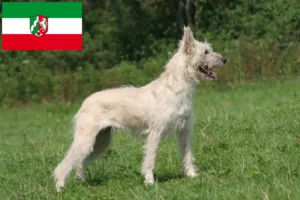 Lee más sobre el artículo Criadores de Bouvier des Ardennes y cachorros en Renania del Norte-Westfalia