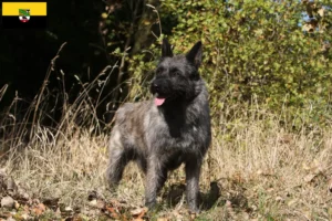 Lee más sobre el artículo Criadores y cachorros de Bouvier des Ardennes en Sajonia-Anhalt