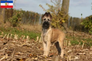 Lee más sobre el artículo Criadores y cachorros de Bouvier des Ardennes en Schleswig-Holstein