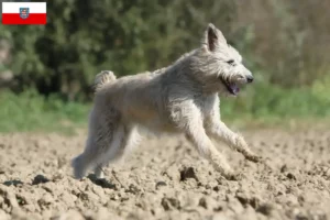 Lee más sobre el artículo Criadores de Bouvier des Ardennes y cachorros en Turingia