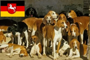 Lee más sobre el artículo Criadores y cachorros de Grand Anglo-Français en Baja Sajonia