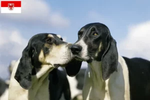 Lee más sobre el artículo Criadores y cachorros de Grand Anglo-Français en Brandenburgo