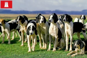 Lee más sobre el artículo Grand Anglo-Français criadores y cachorros en Hamburgo