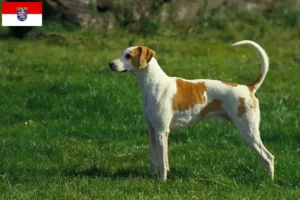 Lee más sobre el artículo Criadores y cachorros de Grand Anglo-Français en Hessen