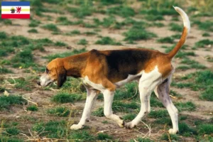 Lee más sobre el artículo Criadores y cachorros de Grand Anglo-Français en Mecklemburgo-Pomerania Occidental