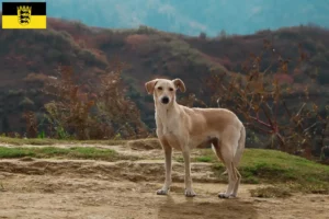 Lee más sobre el artículo Criadores y cachorros de Kritikos Lagonikos en Baden-Württemberg