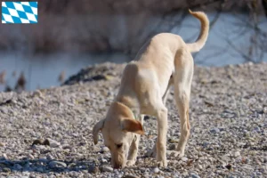 Lee más sobre el artículo Criadores y cachorros de Kritikos Lagonikos en Baviera