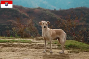 Lee más sobre el artículo Criadores y cachorros de Kritikos Lagonikos en Hessen