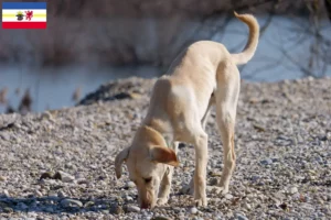 Lee más sobre el artículo Criadores y cachorros de Kritikos Lagonikos en Mecklemburgo-Pomerania Occidental