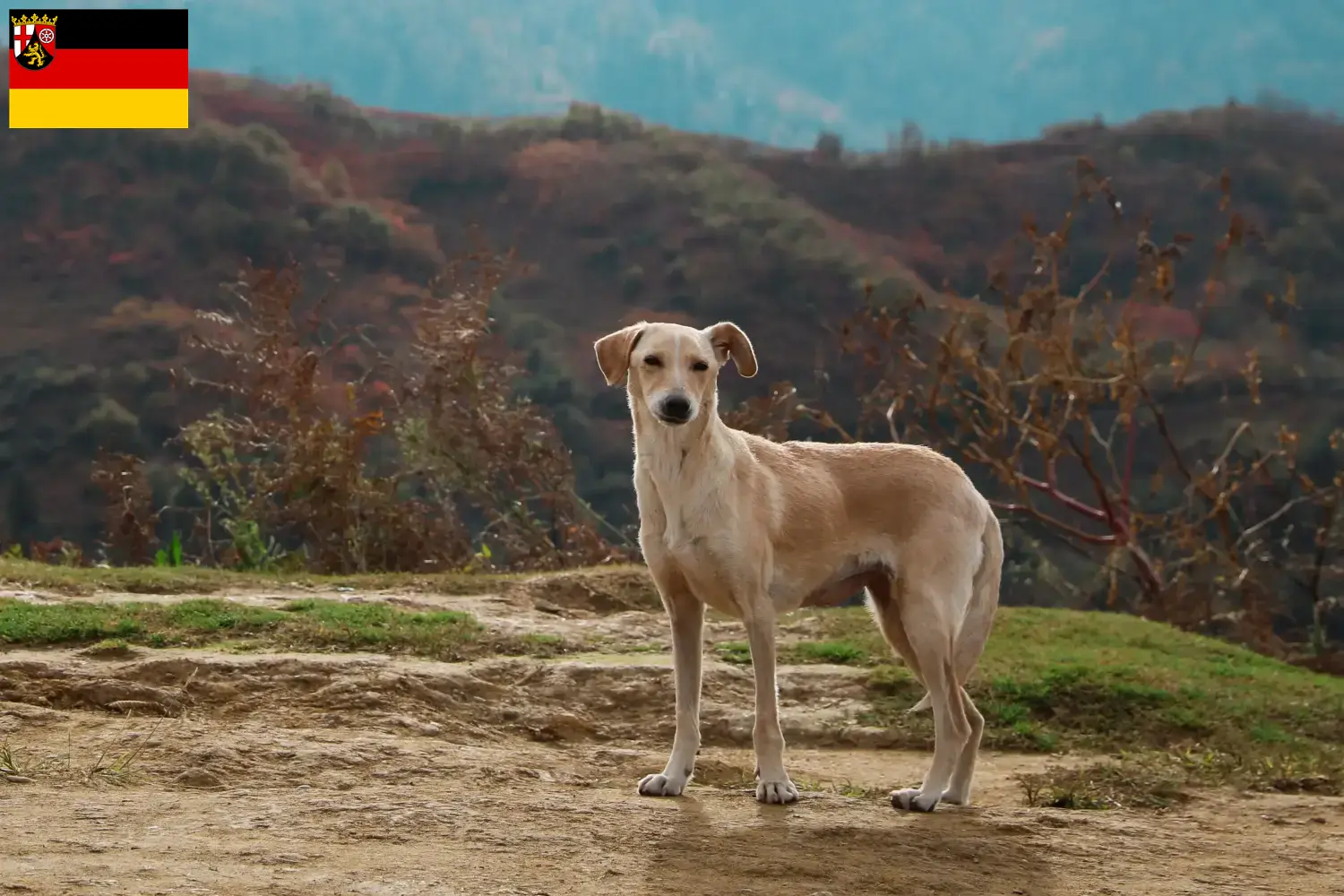 Lee más sobre el artículo Criadores y cachorros de Kritikos Lagonikos en Renania-Palatinado