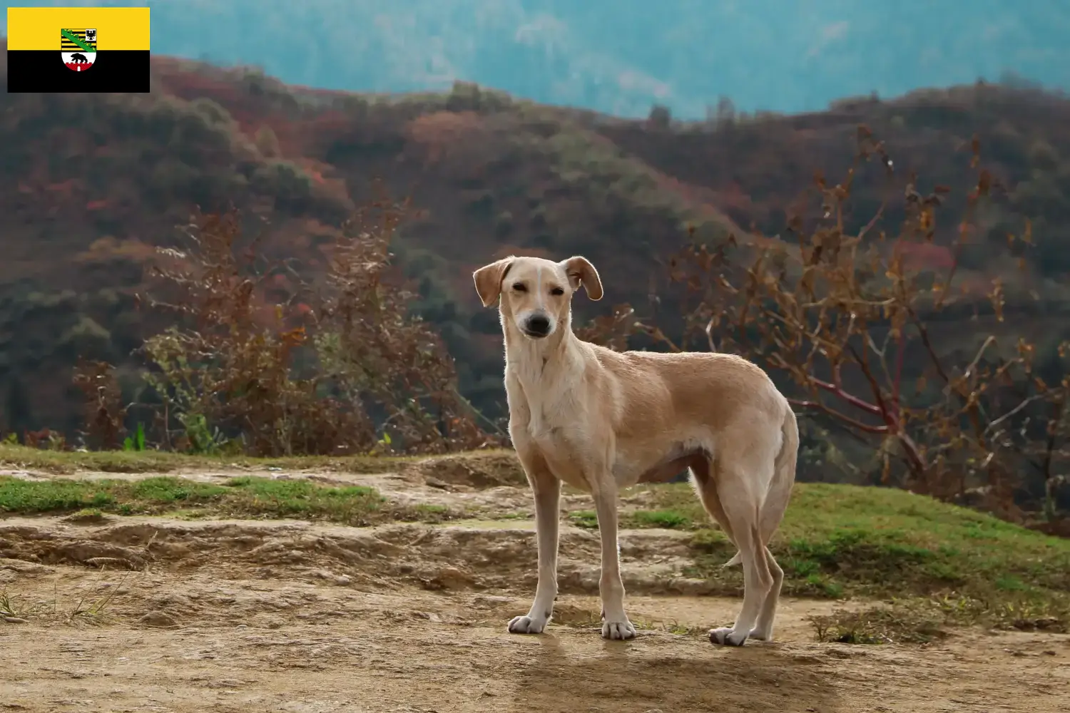 Lee más sobre el artículo Criadores y cachorros de Kritikos Lagonikos en Sajonia-Anhalt